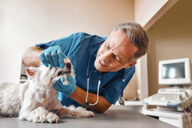 Best Emergency Denture Repair in Minneapolis, KS